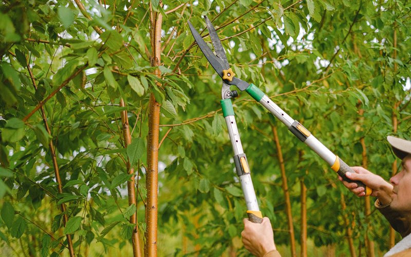 Tree trimming in Novinger, MO